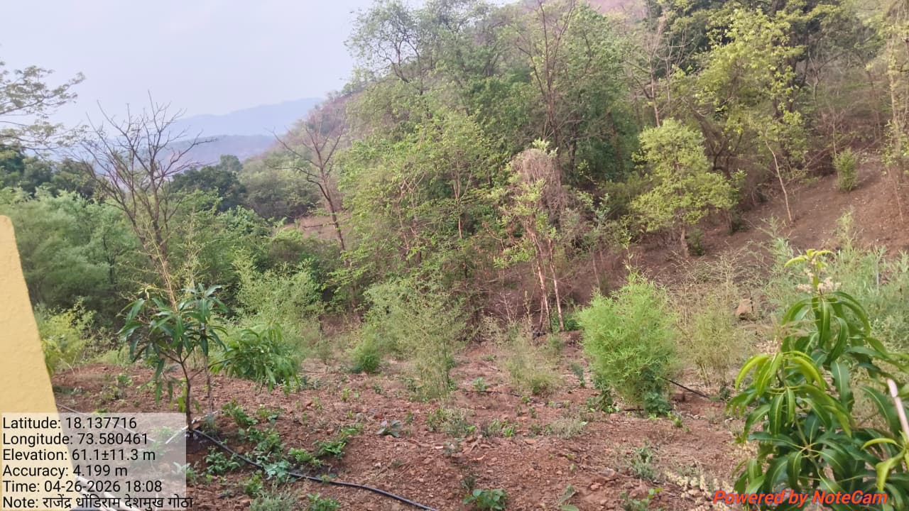 बांबू लागवड